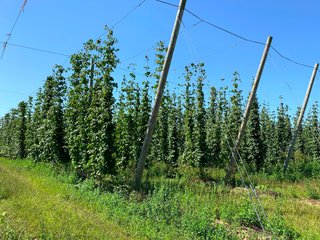 Tract 7 - Van Buren County, Michigan Farmland - LAND AUCTION - 300+/- ACRES SPECIALTY CROP - GRAPES AND HOPS - OFFERED IN 8 TRACTS IN VAN BUREN COUNTY, MICHIGAN